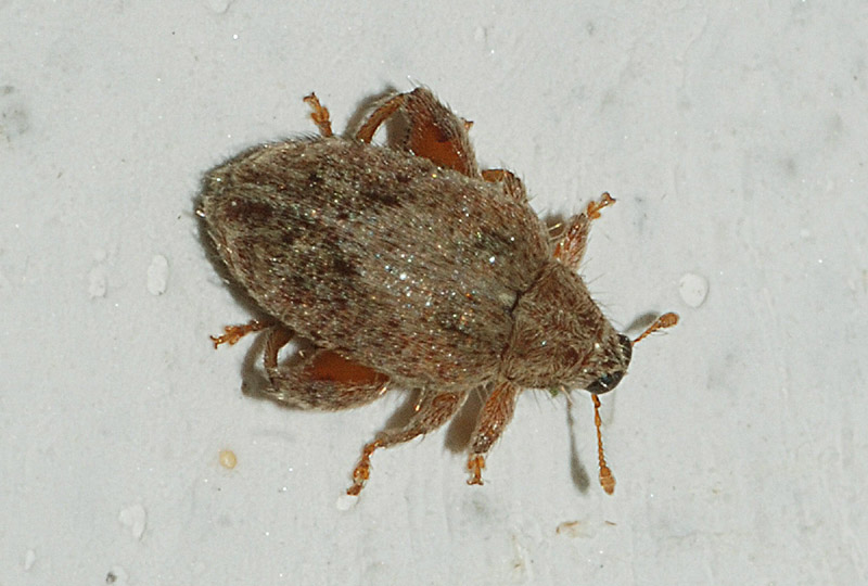 Da determinare - Orchestes quercus (Curculionidae)